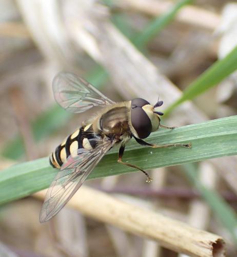 Réf. 277 035 : Eupeodes luniger